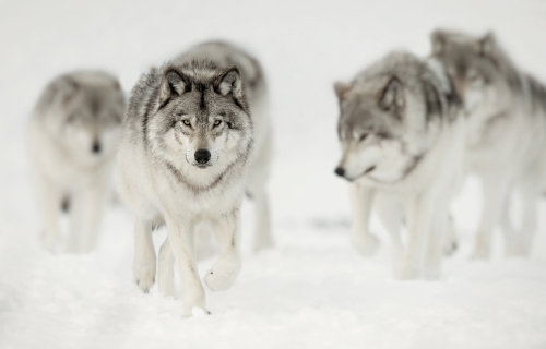 Pack of wolves