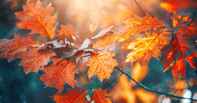 Autumn leaves in soft mist