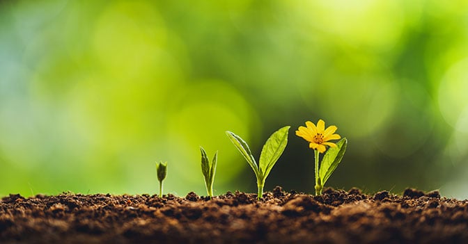 Yellow flower growing near seedlings of various sizes